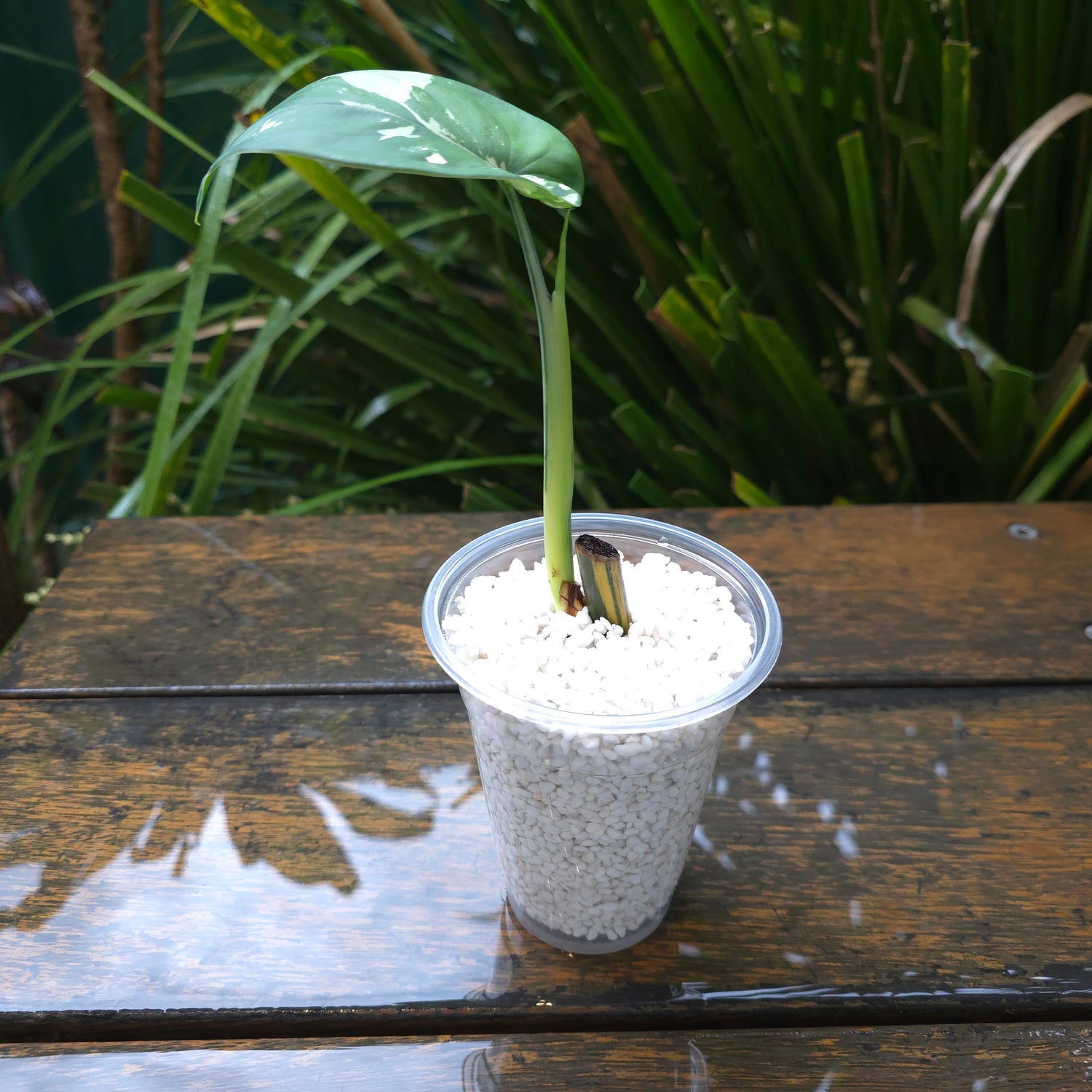 1x avail🌿SUPER RARE🌿Rare Syngonium Chiapense Variegated baby plant non tc.