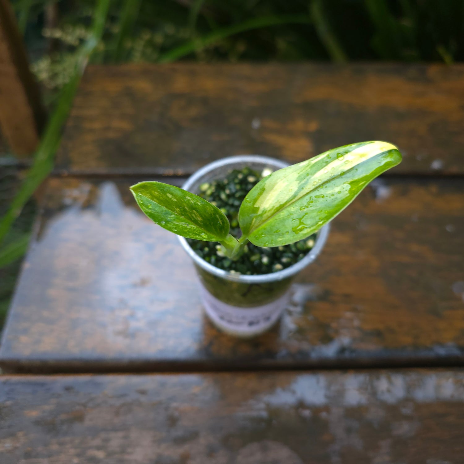 2x avail🌿Rare Monstera Standleyana Aurea Variegated established baby plants non tc🌿