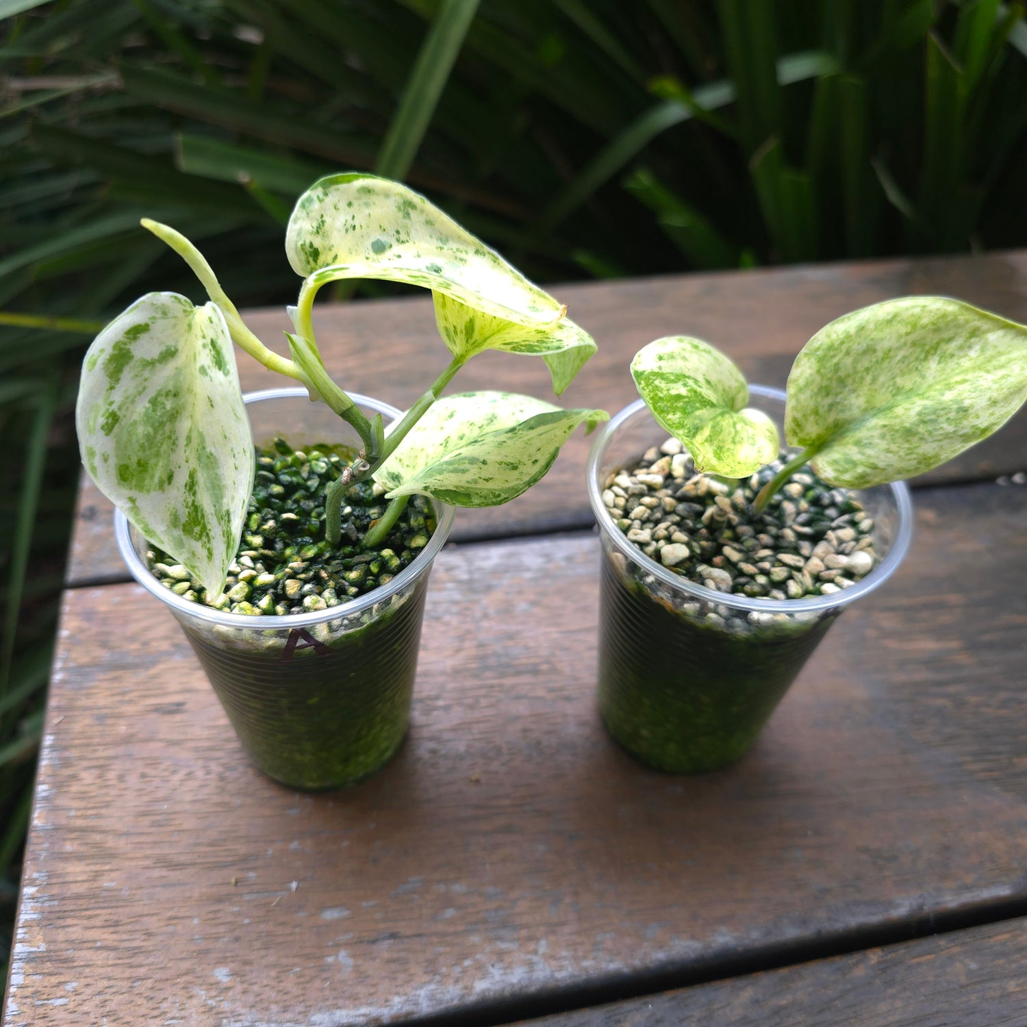 2x avail🌿Rare Scindapsus Jade Satin white Mint Variegated established plants🌿