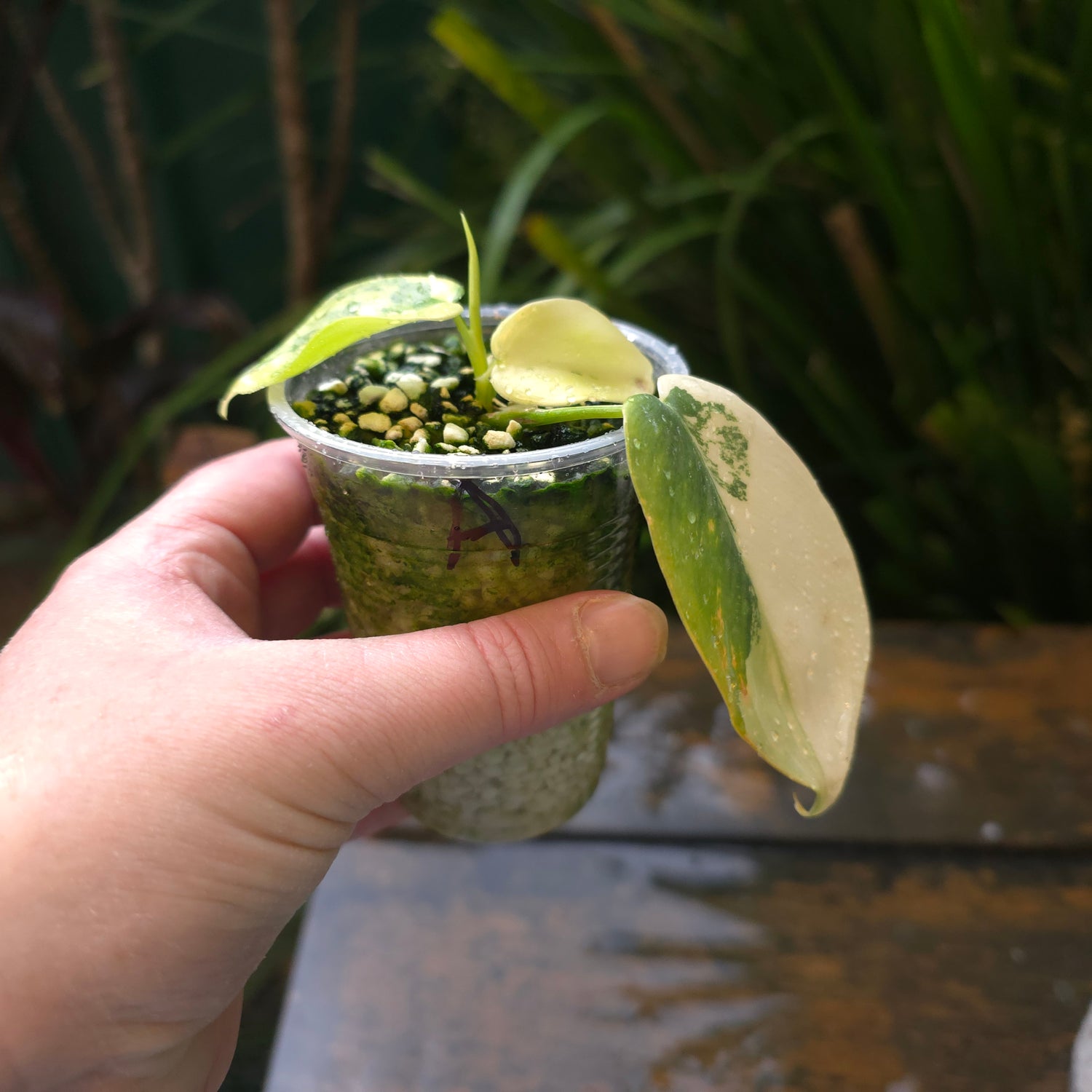 2x avail🌿Rare Philodendron BIPENNIFOLIUM Variegated Non tc