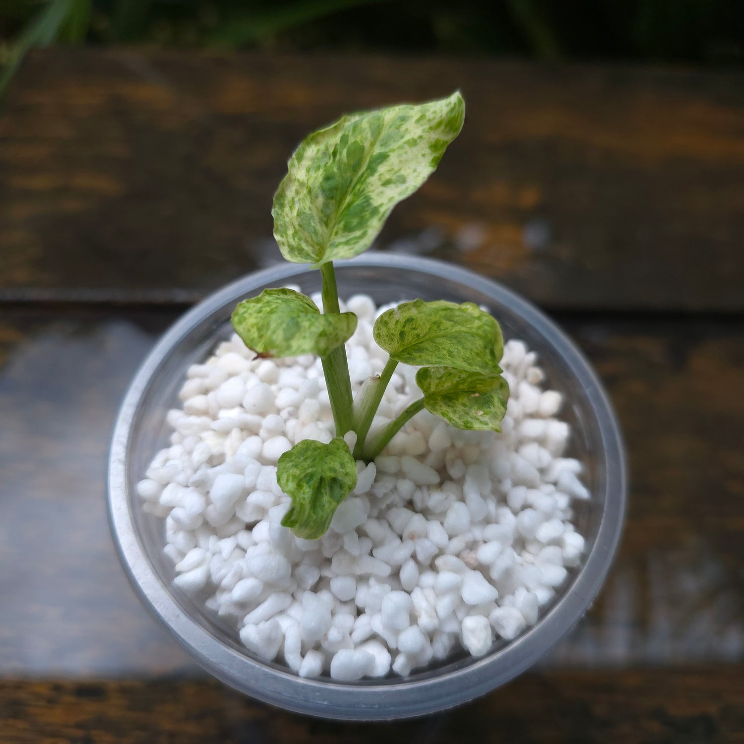2x avail🌿Rare Monstera Adansonii Mottled / Mint variegated baby Plants non tc