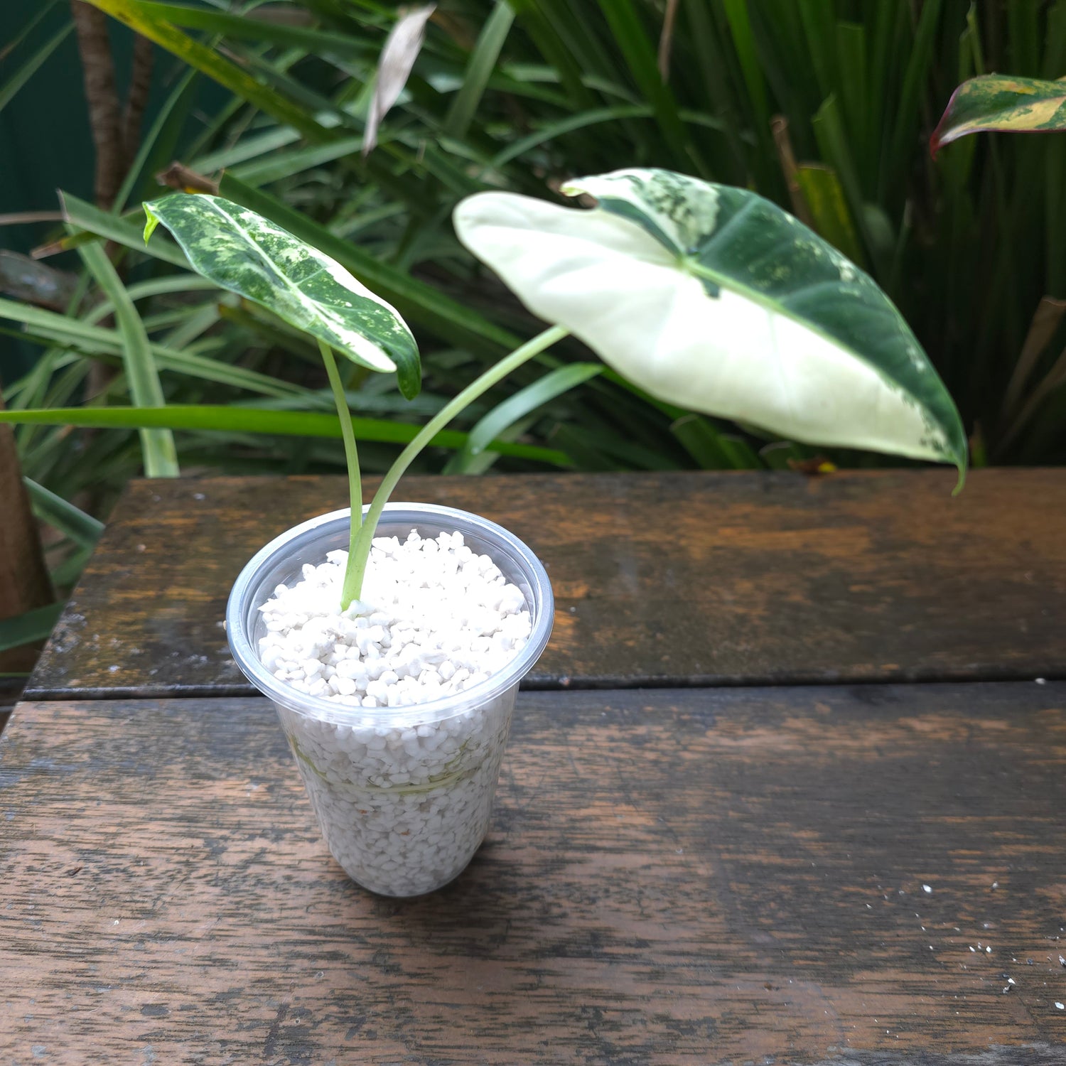 🌿Rare Alocasia Frydek Albo Variegated plant🌿